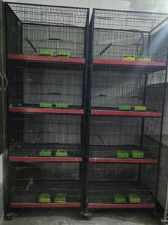 Birds