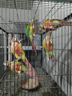 Birds