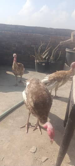 turky hens pair