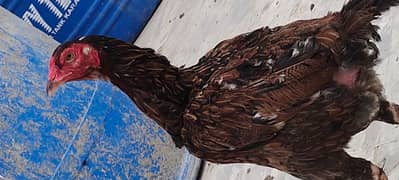 aseel