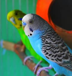 Australian Parrots.