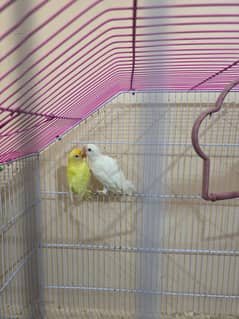 Decino Female and Red eyes albino Male
