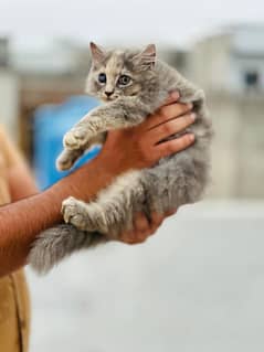 persian female kitten cat