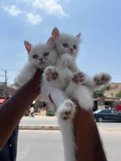 Persian kittens in reasonable price