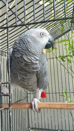 African gray congo size