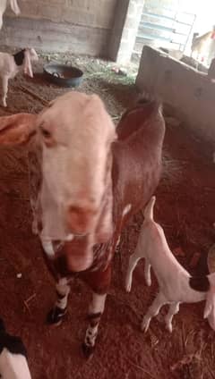 2 dant and gulabi cross breeder bakra for sale
