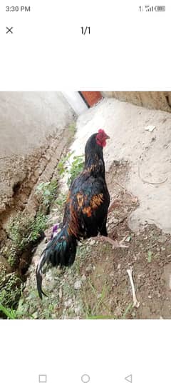 Aseel