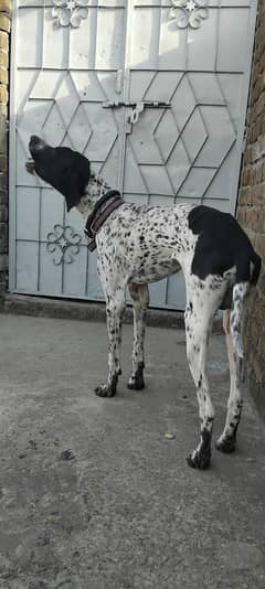 very nice  dog