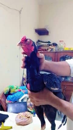 Burmi