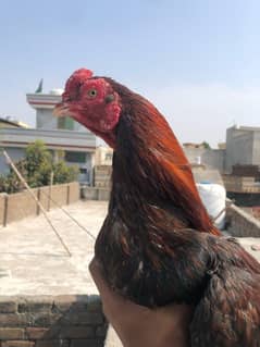 lakha