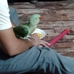parrot