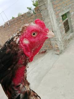 aseel