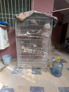 pinjra /doves
