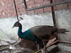 peacock pair for sale