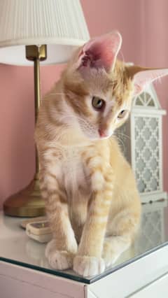 Kitten available for adoption