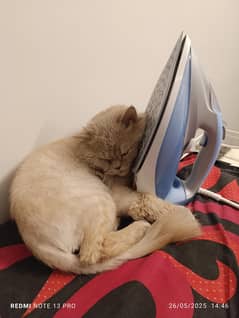 Male persian cat, 3 years