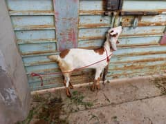 Bakra