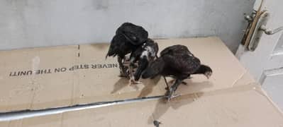 Aseel hens for sale
