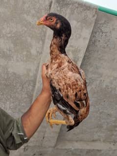 shamo and valati cross