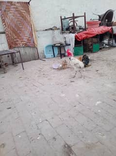 dasi
