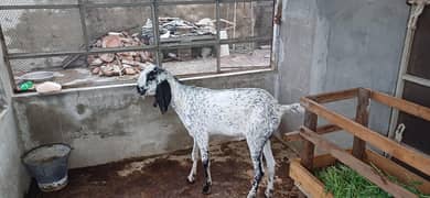 2 dant bakra for sale
