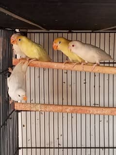 Albino red eyes/decino/pastelino pathay /8 Portion Folding cage