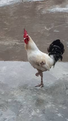 Young Hens for sale