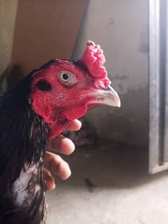aseel Sindhi