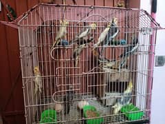 Home pet