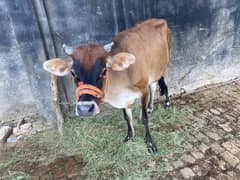 Jersey cow