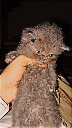 Persian