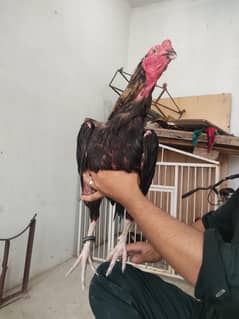 aseel mianwali 03264584450