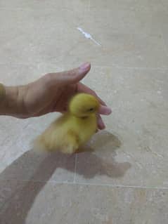 Baby