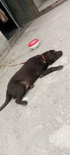 Beautiful female Breeder Labrador urgent sale