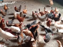 Eggs laying Golden desi misri murghi  hens