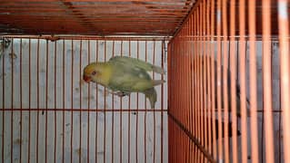 parblue