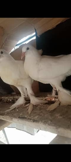 white ghubara 1 Kali chicks for sale