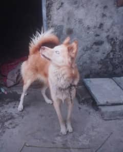 Husky adult female for sale