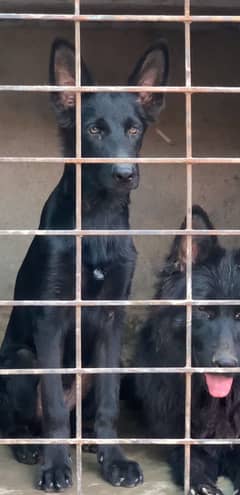 Black german shephard stock hair non pedigree