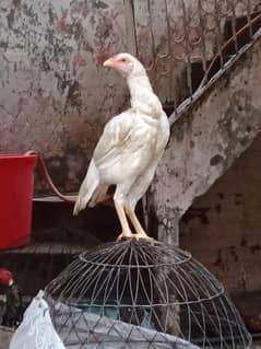 Aseel Heera female paper white