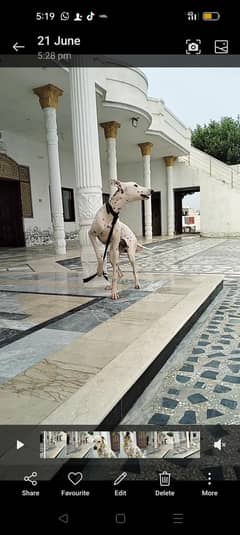 tazi gultair female 8 munth 28 inch