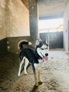 Siberian