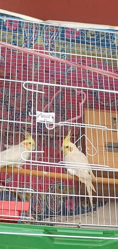 cockatiel