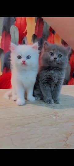 Persian cat for sale male or female 03297012=291 my WhatsApp