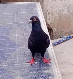 Pigeon male