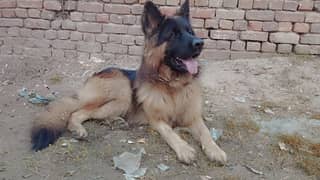 German