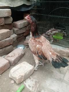 Aseel hen
