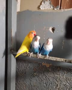 love