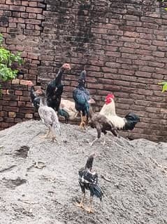 Four boy one girl  only one price murga  5000