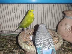 Australian parrots 6 with cage